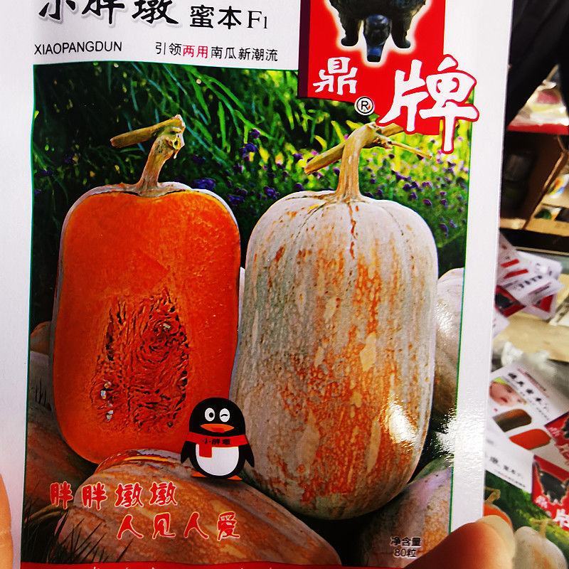 小胖墩蜜本南瓜种子，80粒