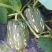 小胖墩蜜本南瓜种子，80粒