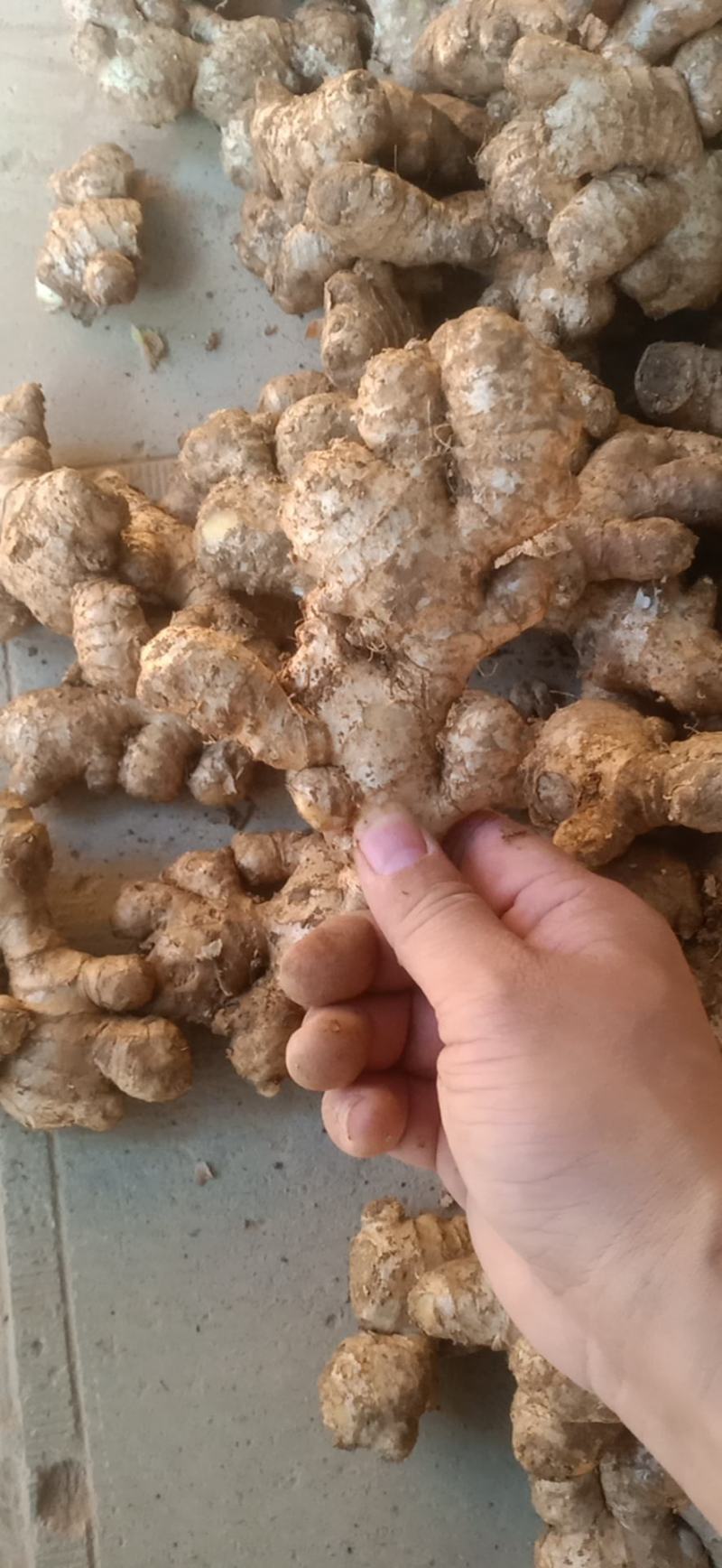 老姜，云南小黄姜，中黄姜。欢迎各大电商，市场，商超...