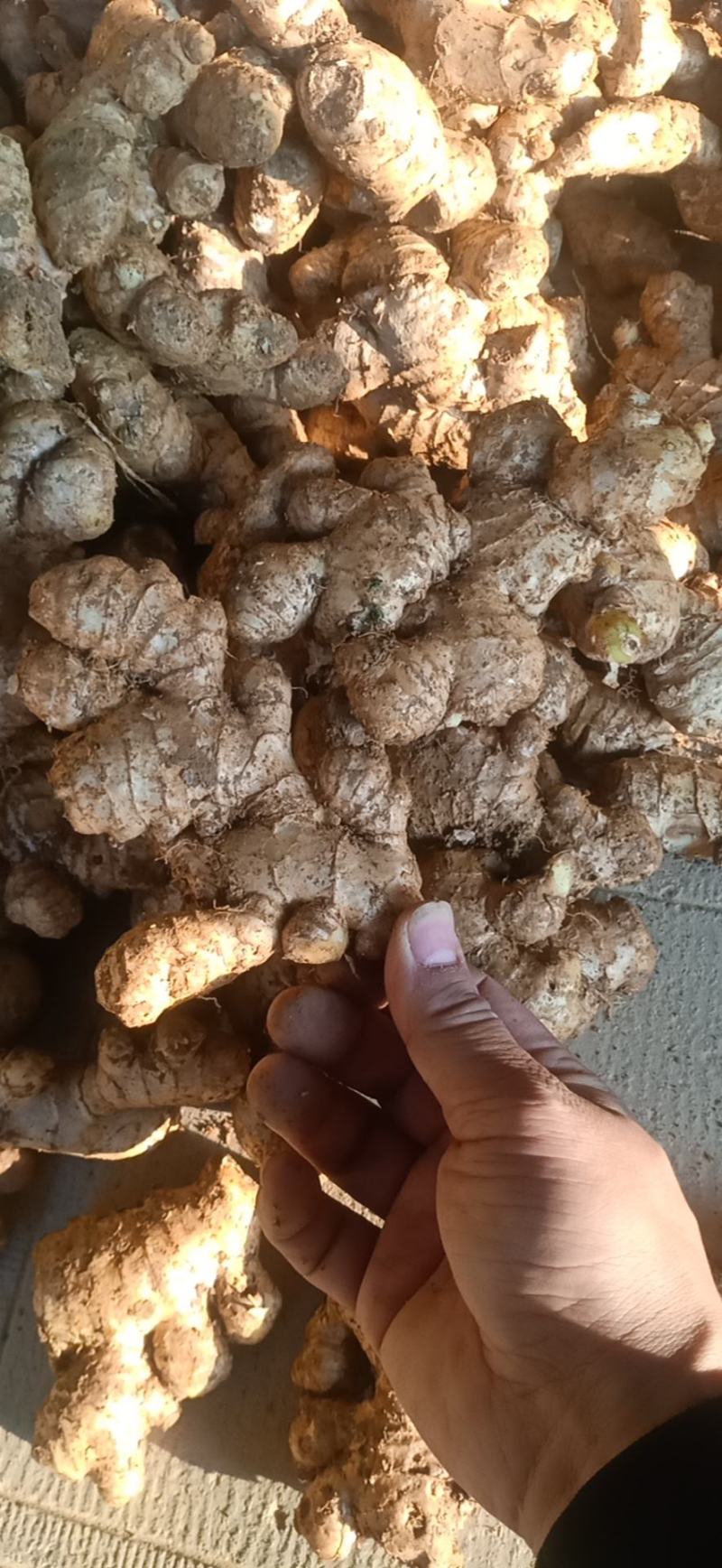 老姜，云南小黄姜，中黄姜。欢迎各大电商，市场，商超...