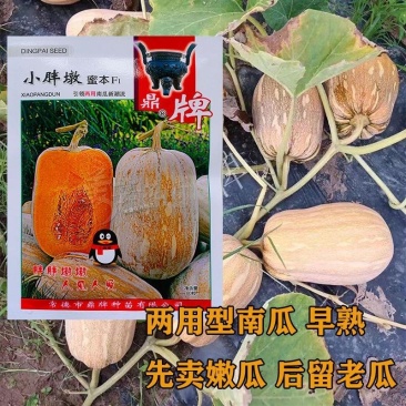 小胖墩蜜本南瓜种子，80粒