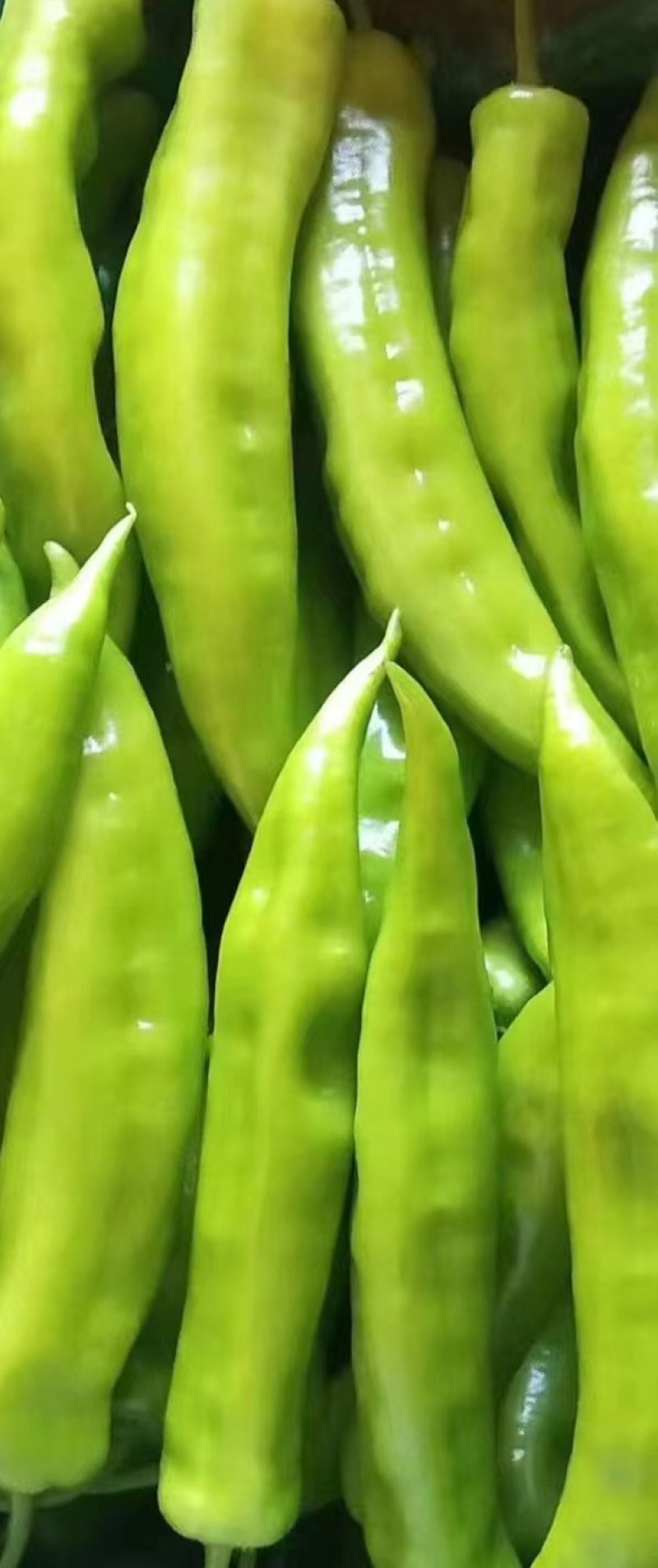 尖椒，量大，有亮度，条直，有需要的可以联系我