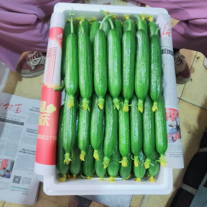 水果小黄瓜小乳瓜种植产地常年有货量大不断货长期合作的联系