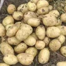 尤金885土豆