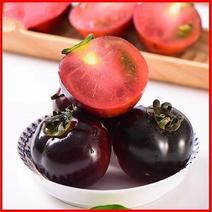 ，黑蜜珠番茄—推荐采摘园，农场，合作社种植！可以试种