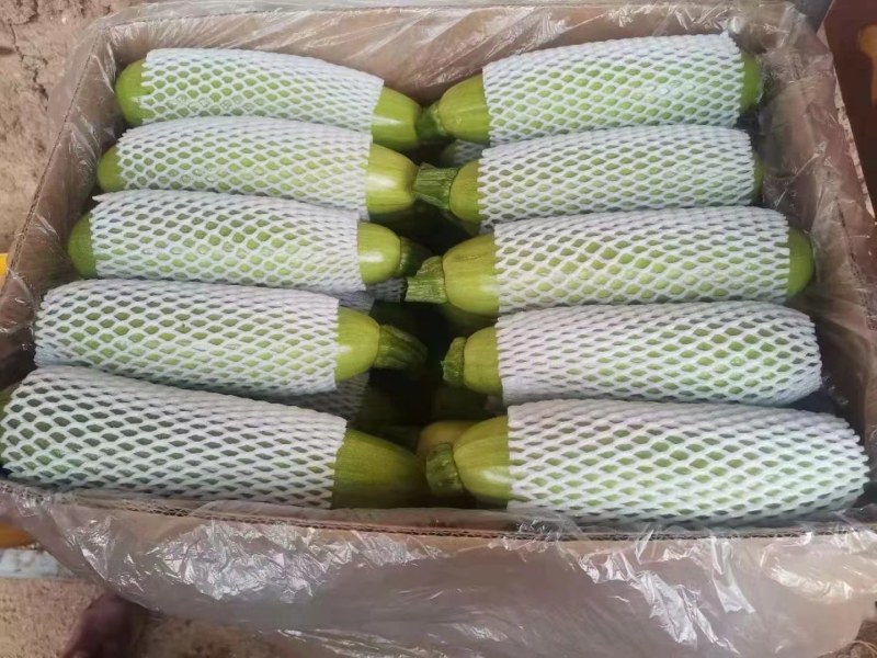 西葫芦，量大，个头大小均匀，亮条，有需要的可以联系我。