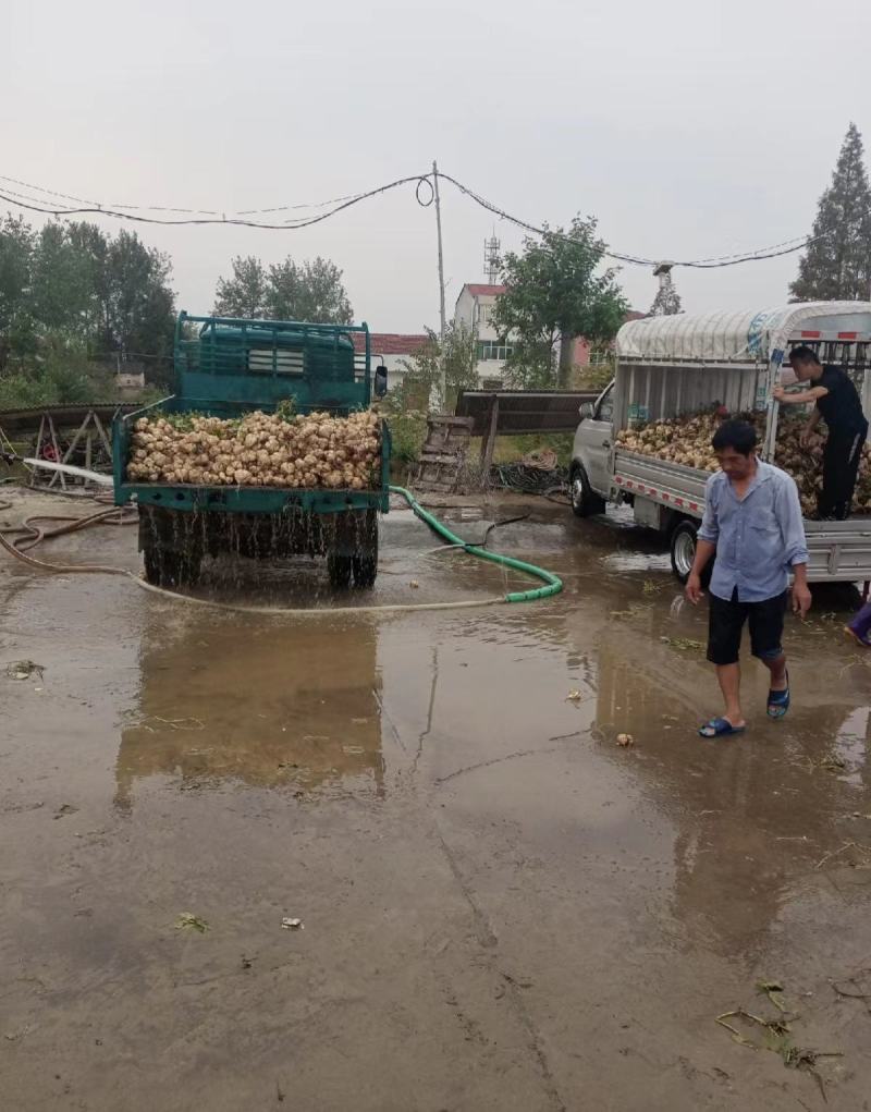 湖北精品凉薯，地瓜，豆薯沙葛上市，价格美丽，欢迎采购