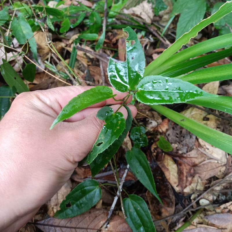 雪里开，雪里开苗粉质拐子药