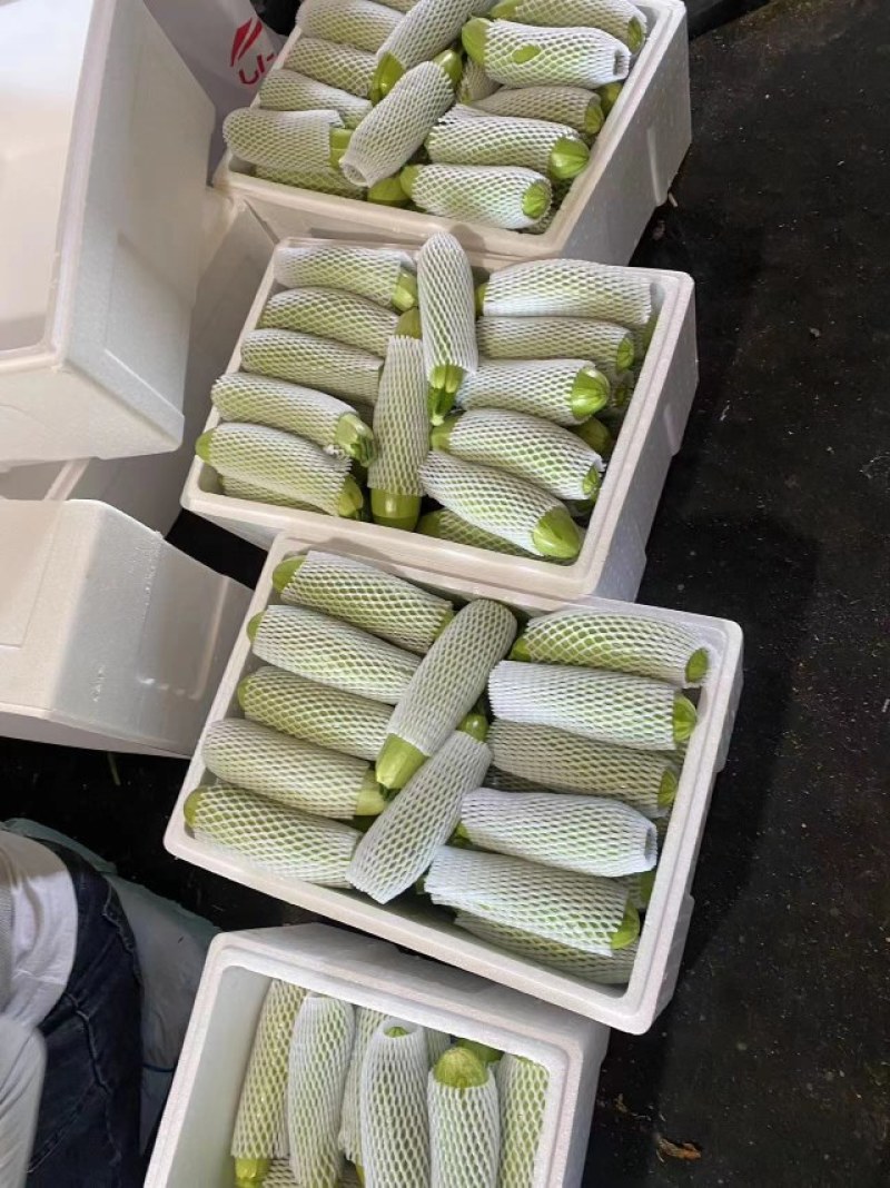 西葫芦，量大，有亮度，个头大小均匀，有需要的可以联系我。