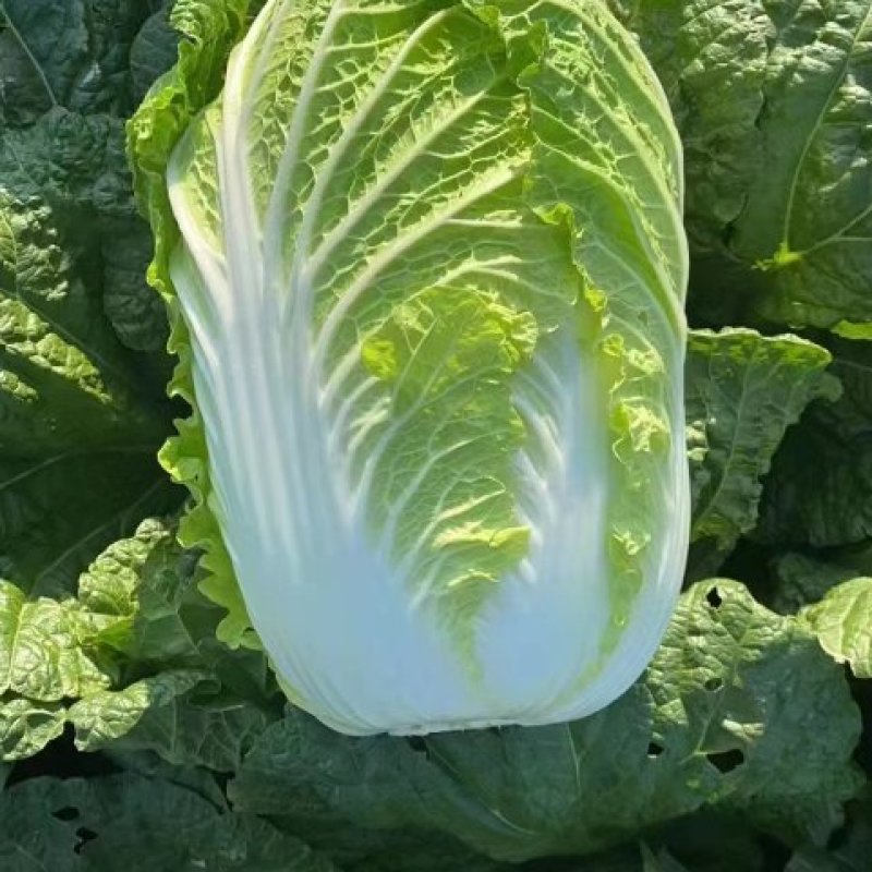 黄心大白菜，心黄，单颗重4到6斤，大量，有需要的可以联系