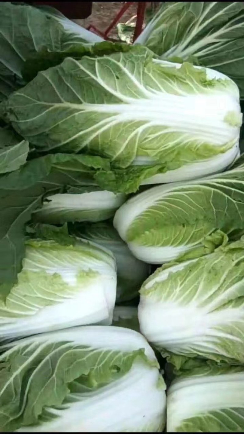 黄心大白菜，心黄，单颗重4到6斤，大量，有需要的可以联系