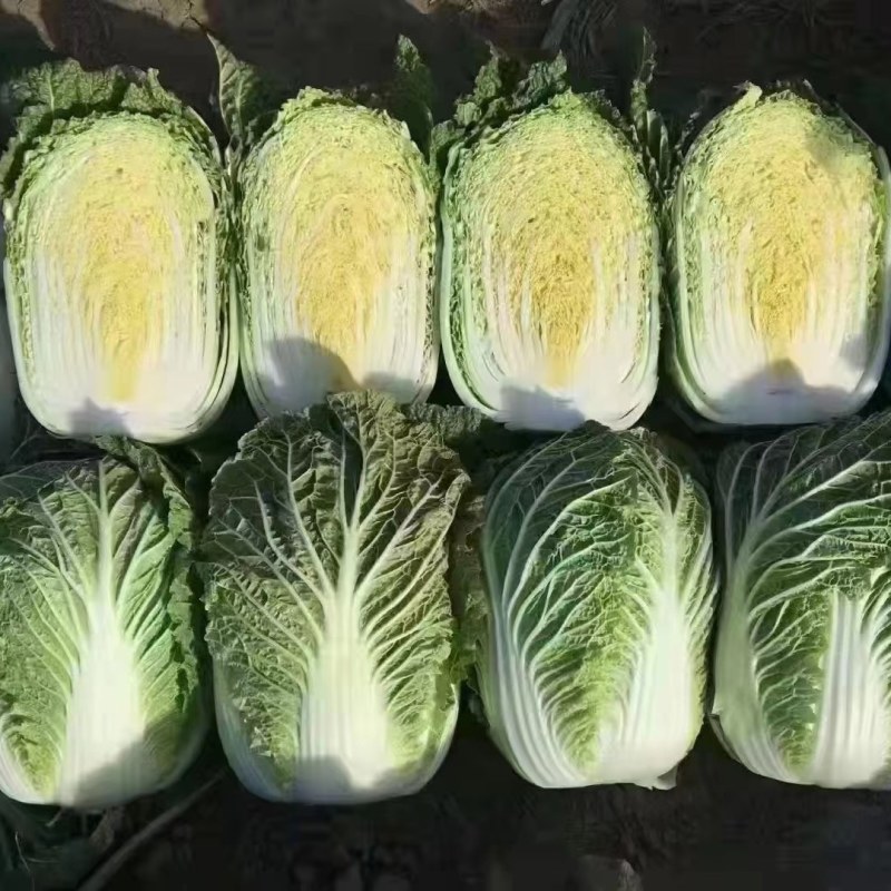 黄心大白菜，心黄，单颗重4到6斤，有需要的可以联系我。
