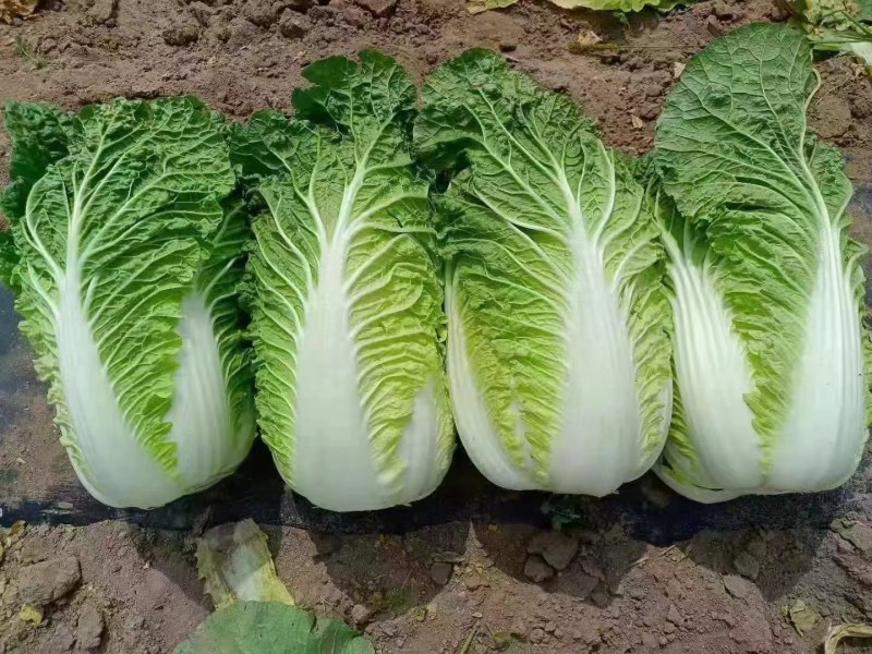 黄心大白菜，心黄，单颗重4到6斤，有需要的可以联系我。