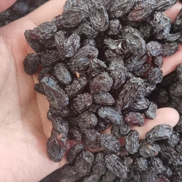 水洗白把子黑加仑葡萄干