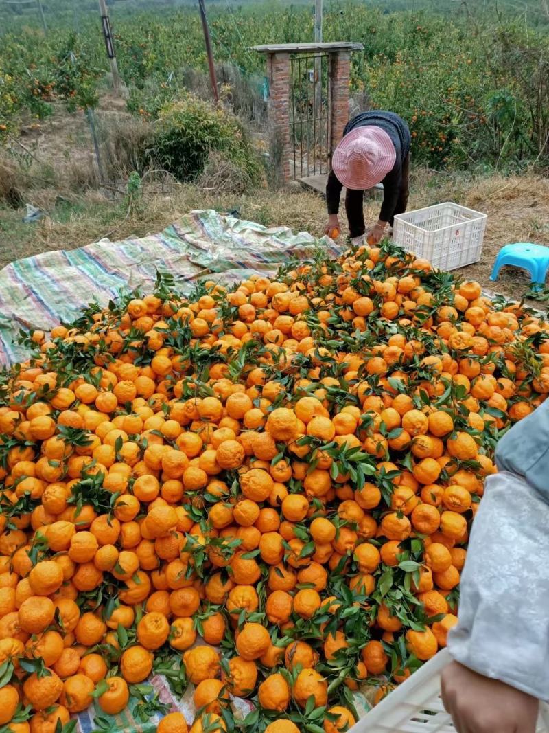云南高山碰柑椪柑商标市场发整车批发都可以需要的联系