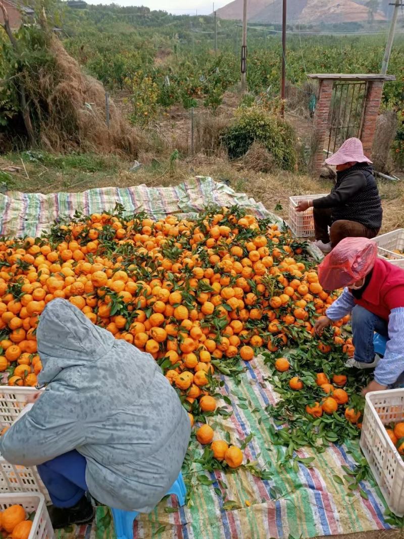 云南高山碰柑椪柑商标市场发整车批发都可以需要的联系