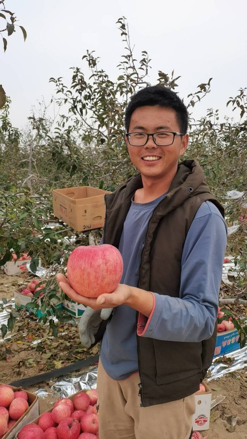 下架大量供应辽宁沙地寒富士苹果欢迎来电咨询质量保证