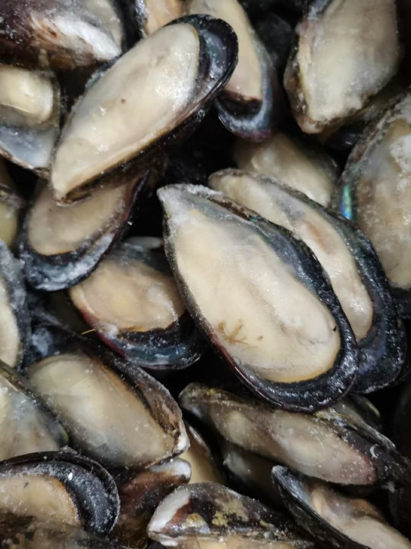 江苏连云港鲜冻蓝口贝海虹贻贝单冻，新鲜贻贝