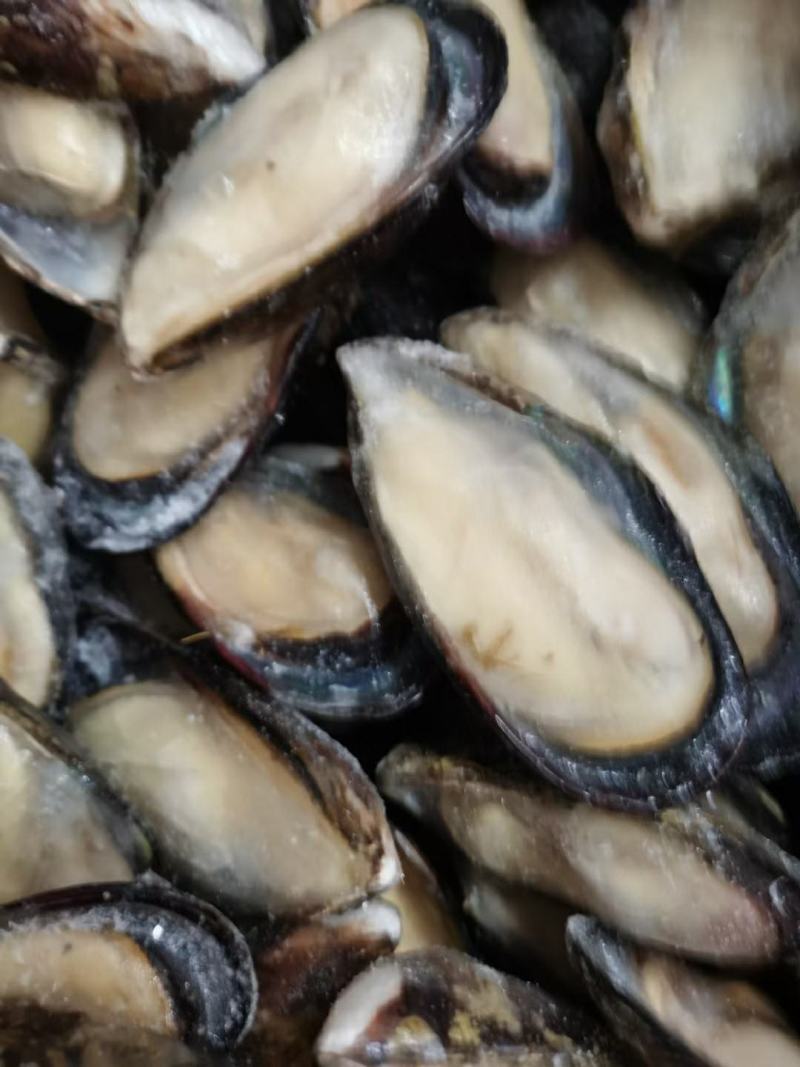 江苏连云港鲜冻蓝口贝海虹贻贝单冻，新鲜贻贝