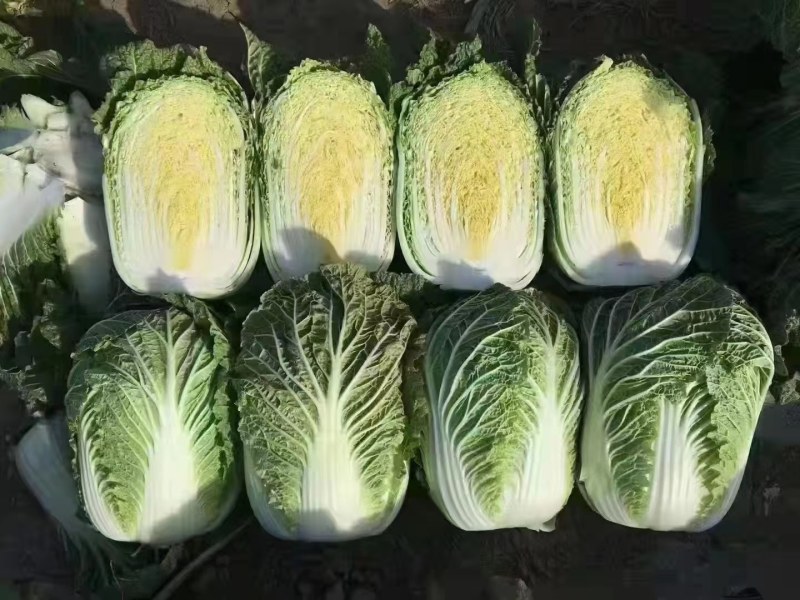黄心大白菜，心黄，量大，单颗重4单6斤，有需要的可以联系
