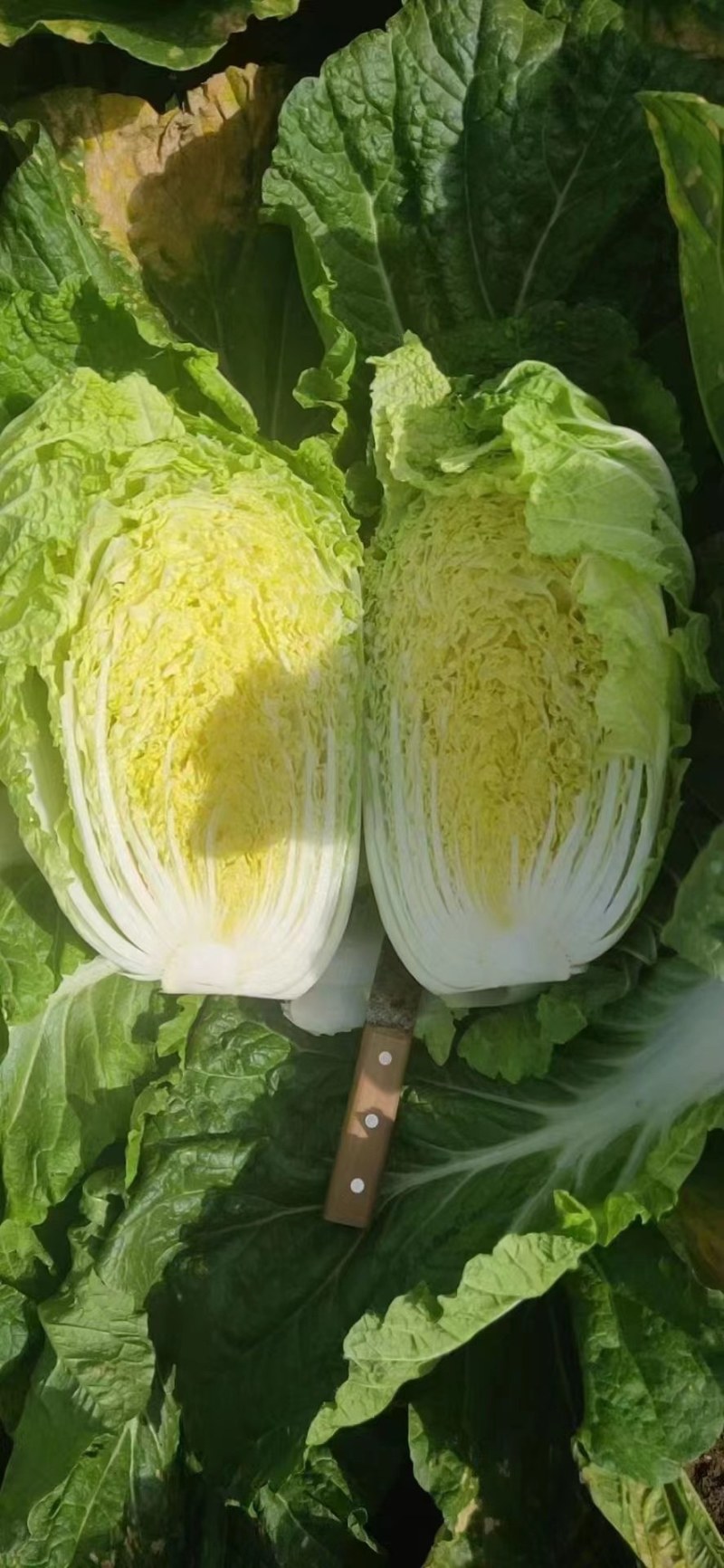 黄心大白菜，心黄，量大，单颗重4单6斤，有需要的可以联系
