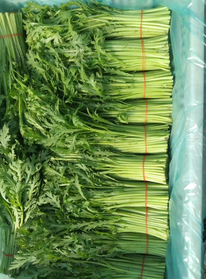 精品茼蒿质量好货源足欢迎各位老板来电咨询