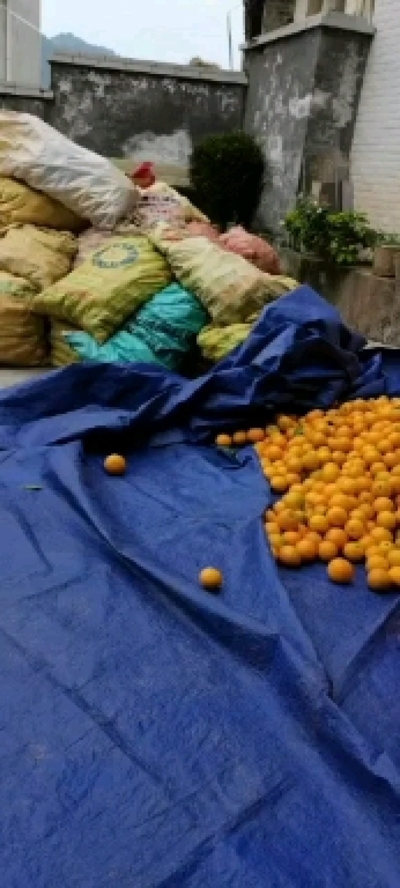 冰糖橙产地一手货源，产地湖南麻阳量大从优，品质保证。。
