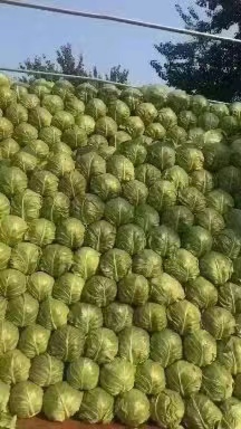 甘蓝，菜宣，个头大小均匀，颜色绿，有需要的可以联系我。