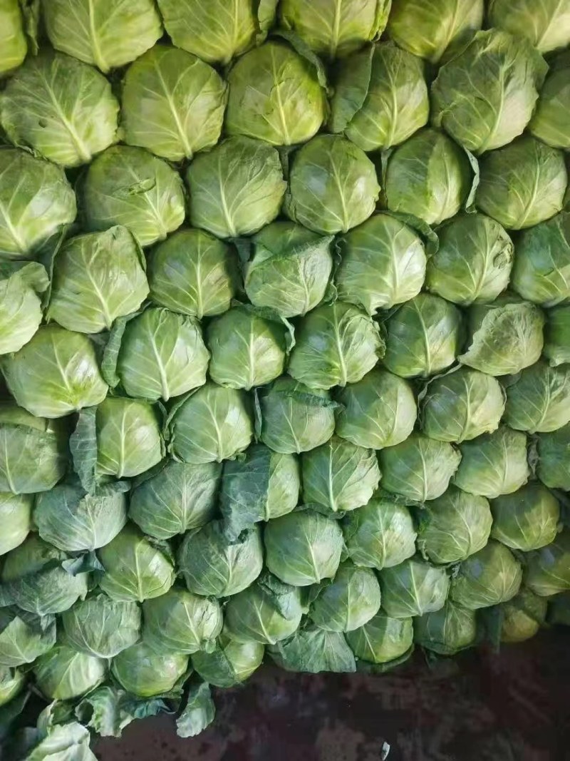 甘蓝，菜宣，个头大小均匀，颜色绿，有需要的可以联系我。