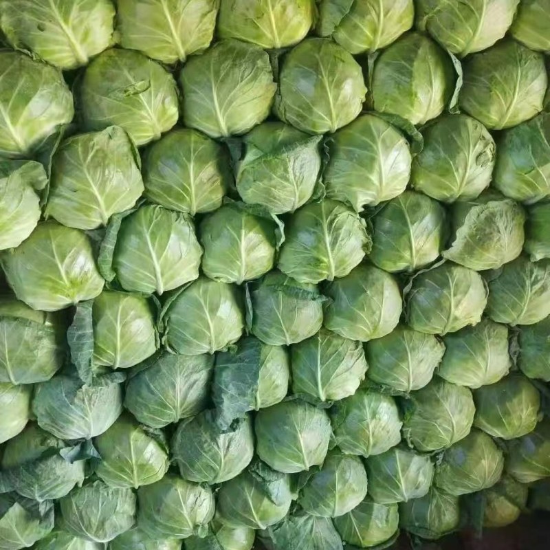 甘蓝，菜宣，颜色绿，个头大小均匀，有需要的可以联系我。