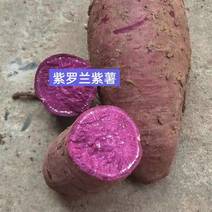 出售紫罗兰红薯加工厂货有量。