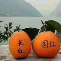 长红，圆红脐橙，甜蜜多汁