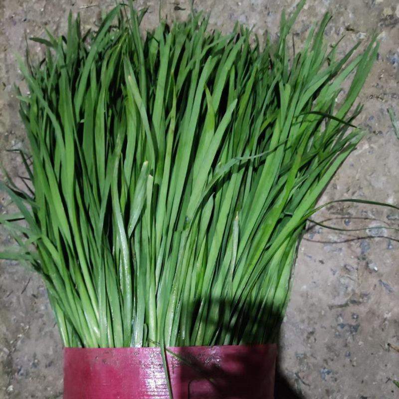 万亩韭菜园区，精品棚菜大量上市了，产地直供需要的联系我。