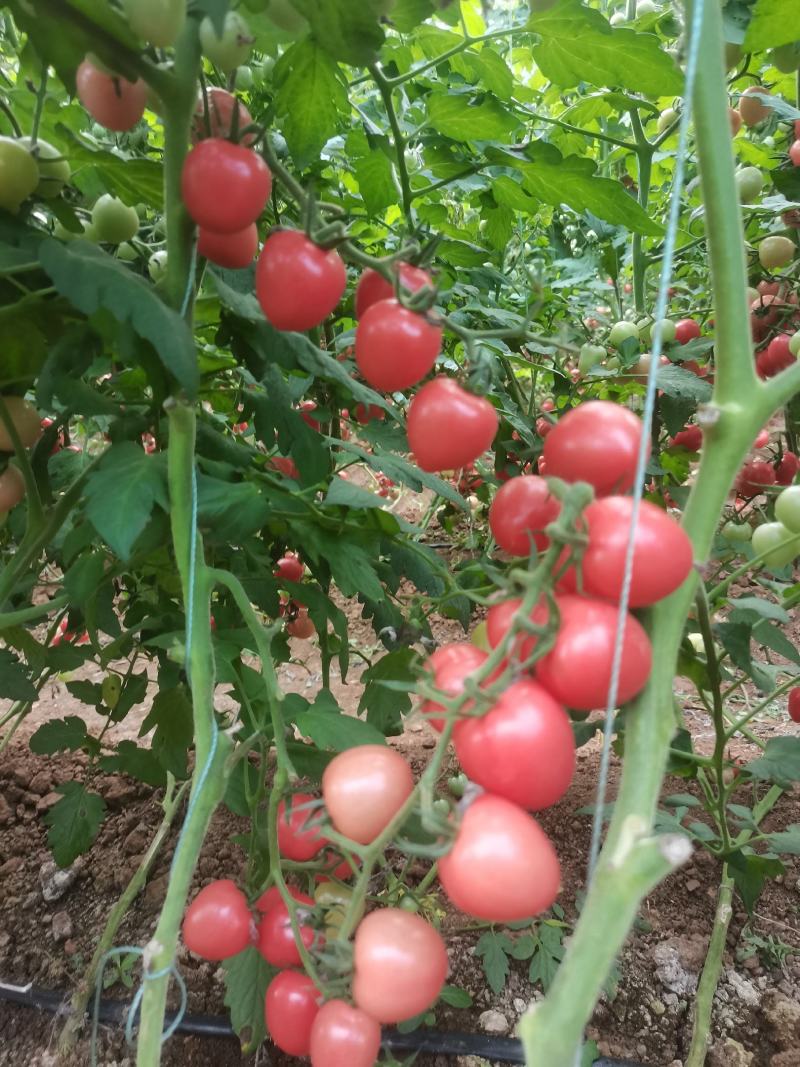 新鲜圣女果大量上市，才开园口感好，产地直供价格合适