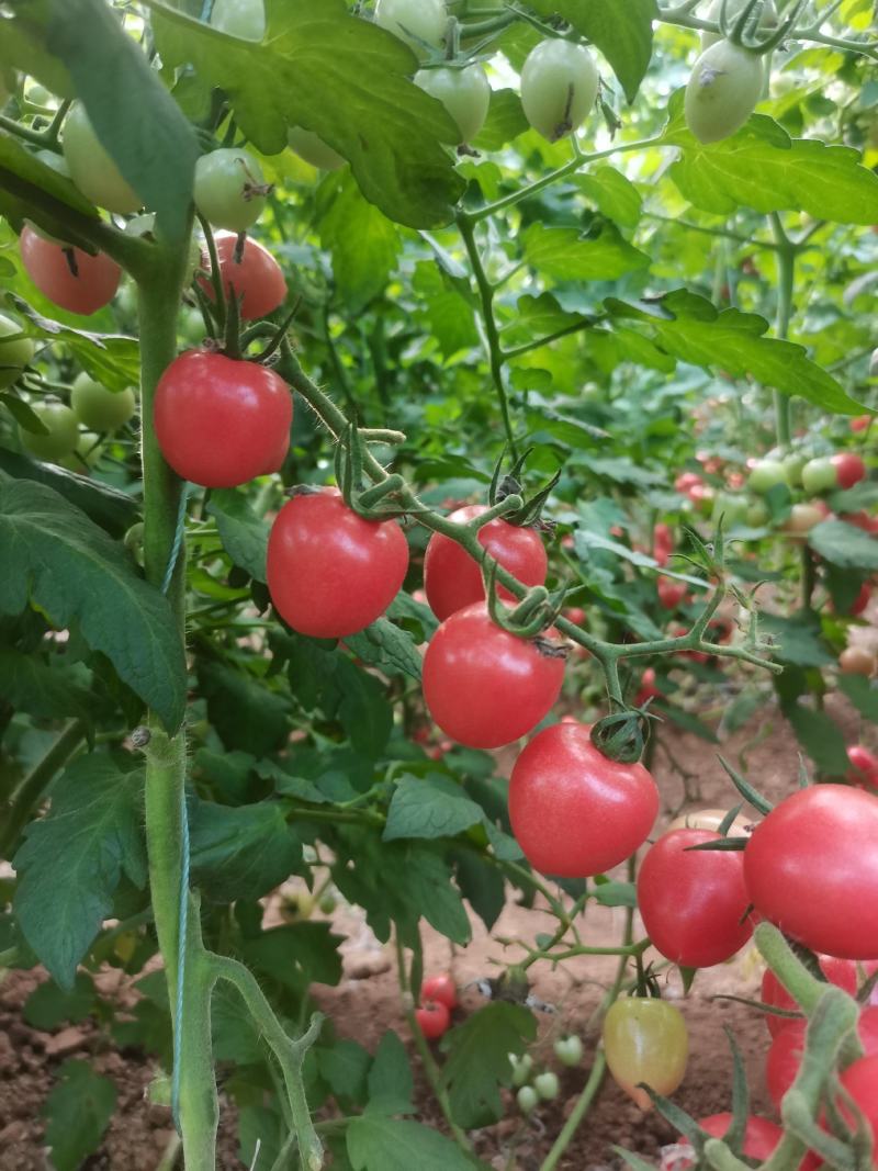 新鲜圣女果大量上市，才开园口感好，产地直供价格合适