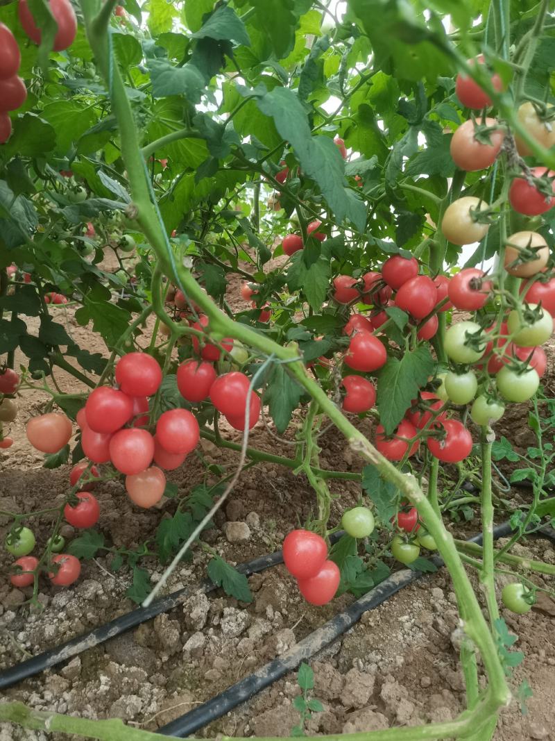 新鲜圣女果大量上市，才开园口感好，产地直供价格合适