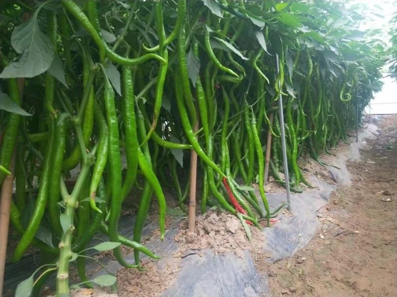 香辣线椒种子超辣杭椒籽粒粒精选高产长线椒蔬菜种子线椒种子
