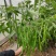香辣线椒种子超辣杭椒籽粒粒精选高产长线椒蔬菜种子线椒种子
