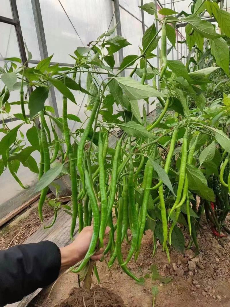 香辣线椒种子超辣杭椒籽粒粒精选高产长线椒蔬菜种子线椒种子
