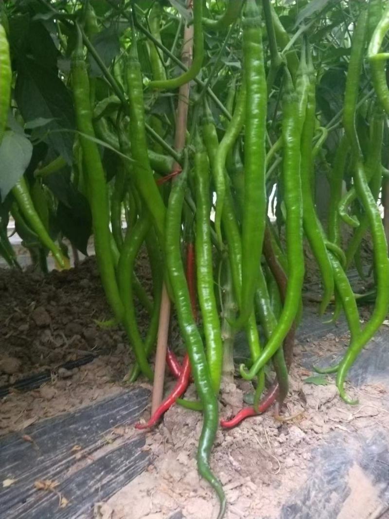 香辣线椒种子超辣杭椒籽粒粒精选高产长线椒蔬菜种子线椒种子