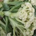 有机菜花送花菜大量上市产地发货欢迎来电