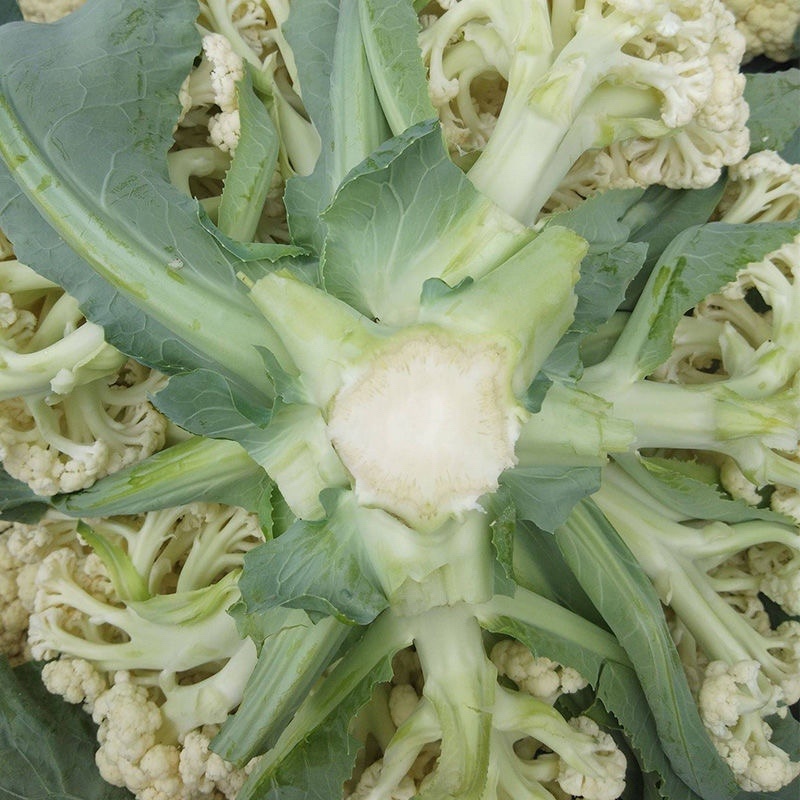 有机菜花送花菜大量上市产地发货欢迎来电