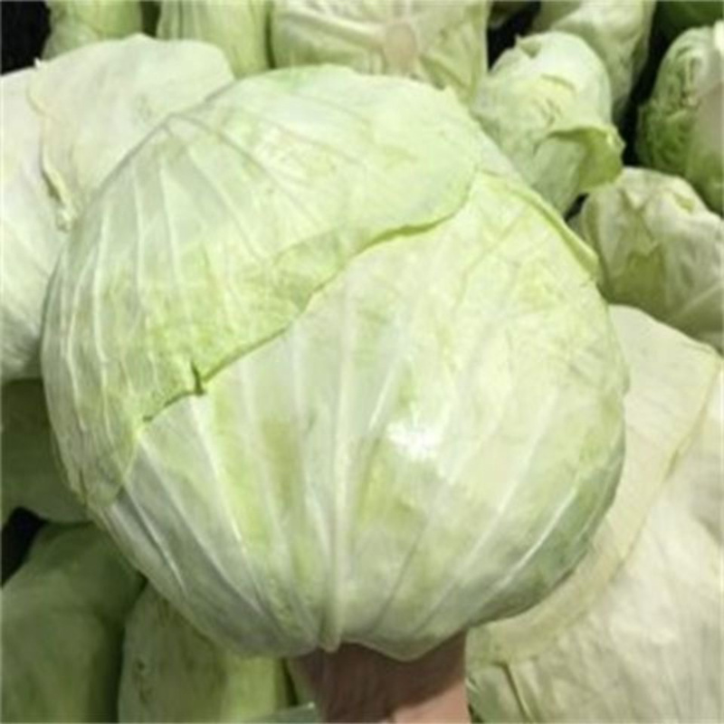甘蓝大量上市中，量大从优，欢迎新老顾客前来咨询