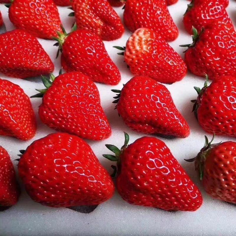 江苏草莓奶油草莓刚刚上市甜草莓，代发全国批发市场