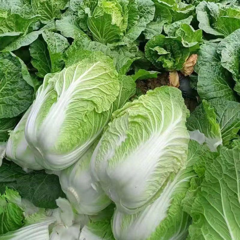 白菜可对接商超,市场,食堂等一手货源全国发货