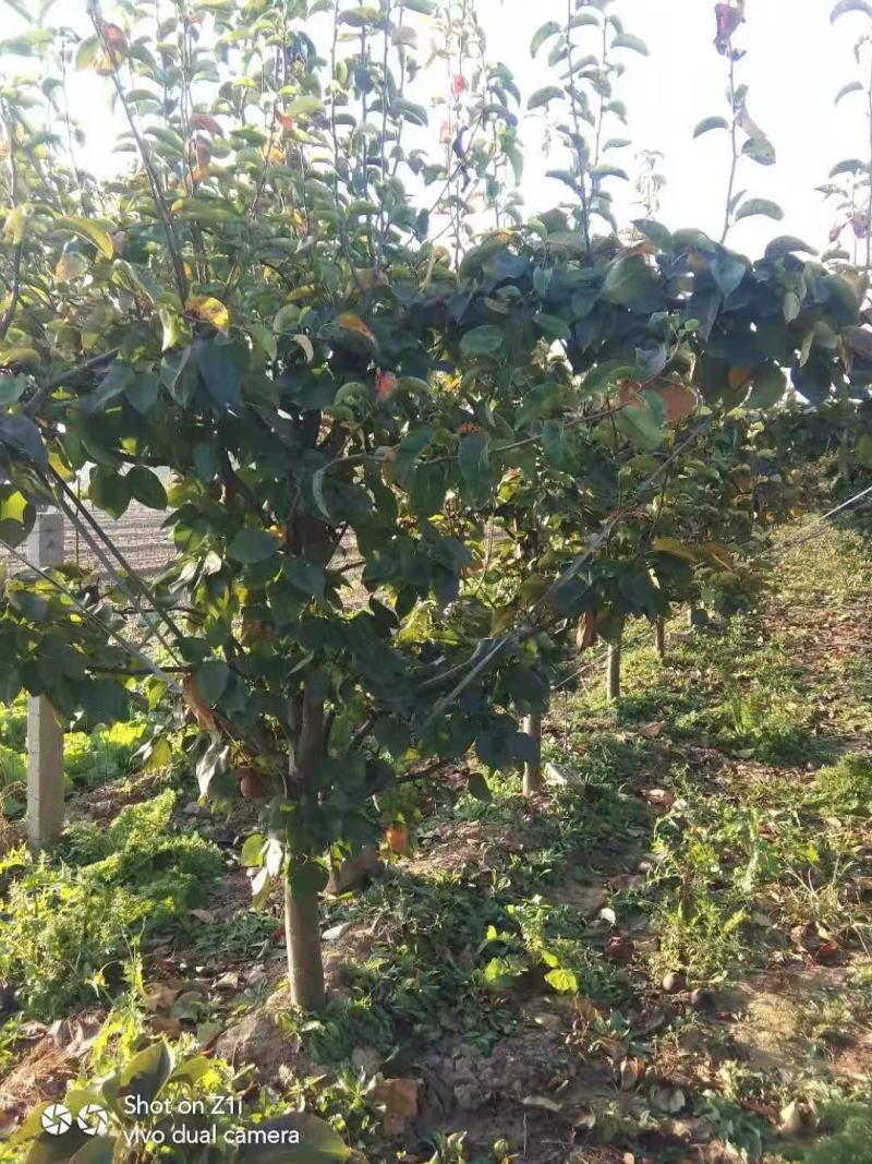 梨树
