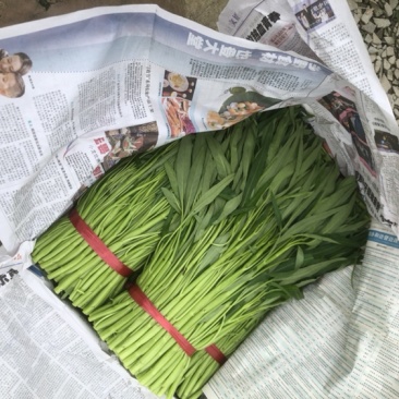 有大量空心菜出售，欢迎各位老板下单。