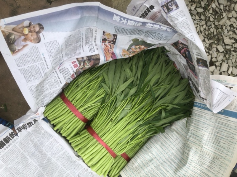 有大量空心菜出售，欢迎各位老板下单。