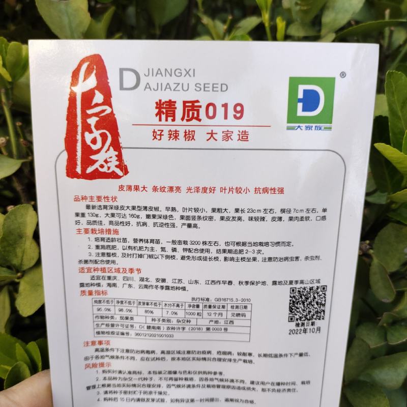 辣椒种子大家族精质019辣椒大果薄皮深绿色抗病高产质优辣