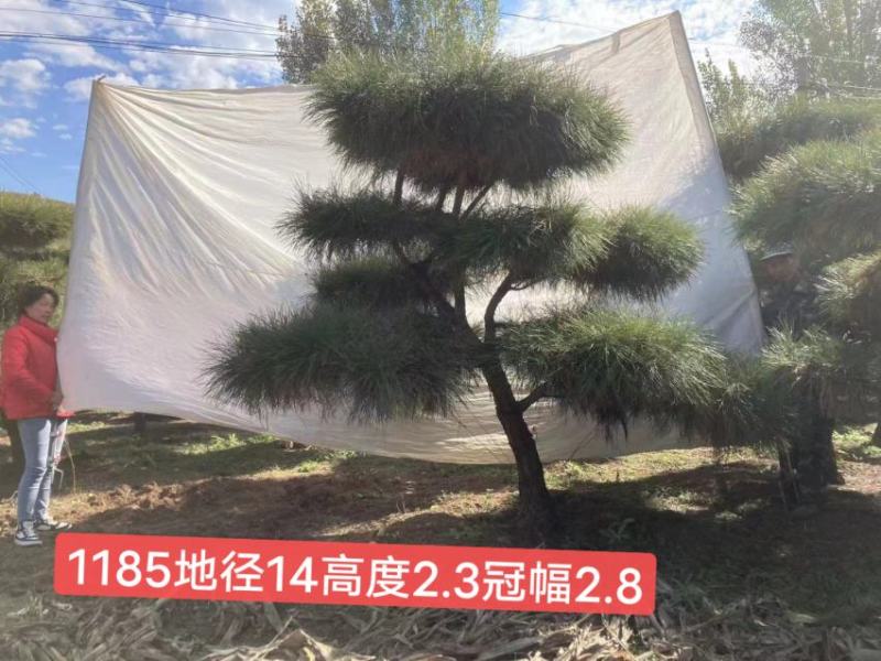 精品黑松，工程苗量大。老板需要的看过来